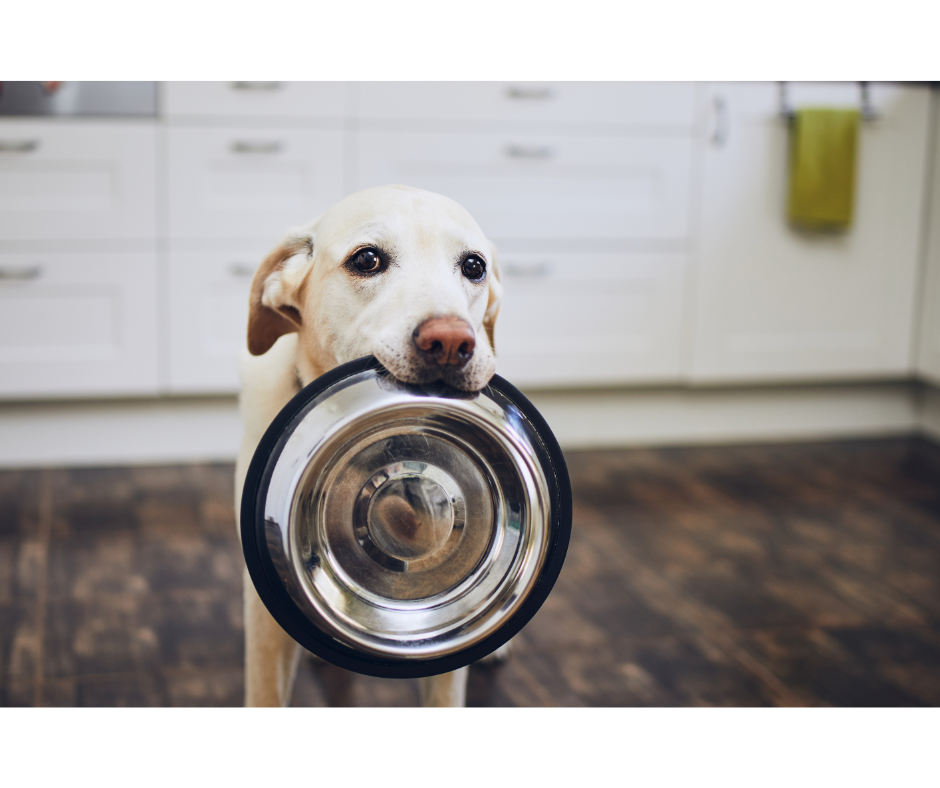 How Do I Choose The Right Dog Food?