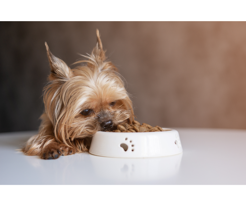 dog food terrier