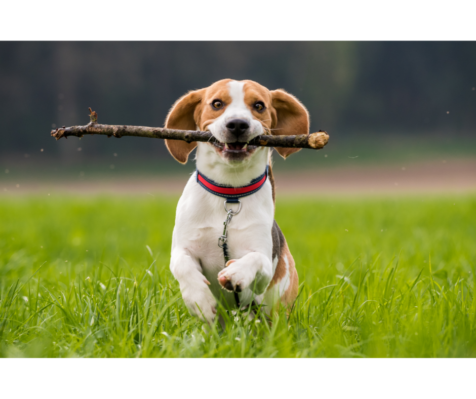 dog with stick