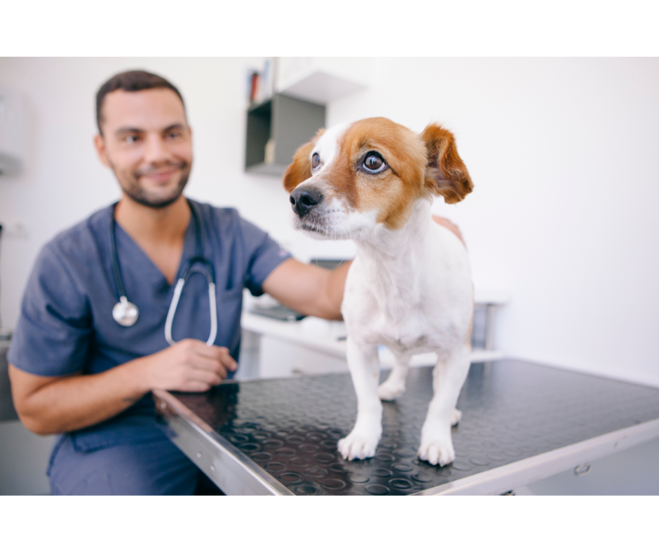 Can Dogs Benefit From Acupuncture Or Chiropractic Care?