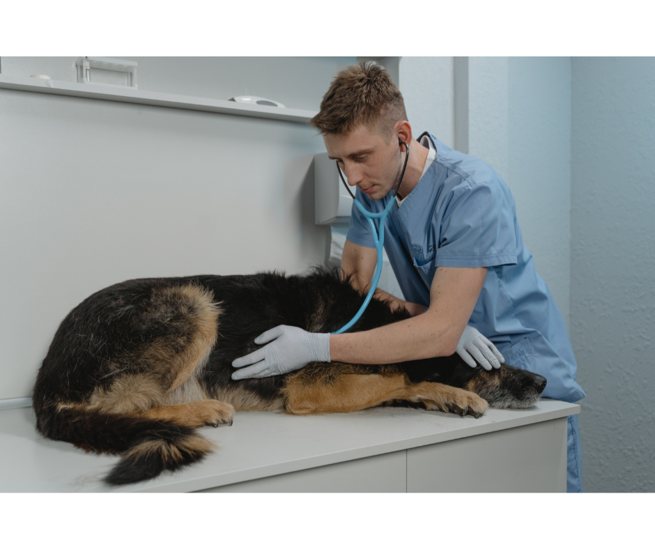 health check for dog