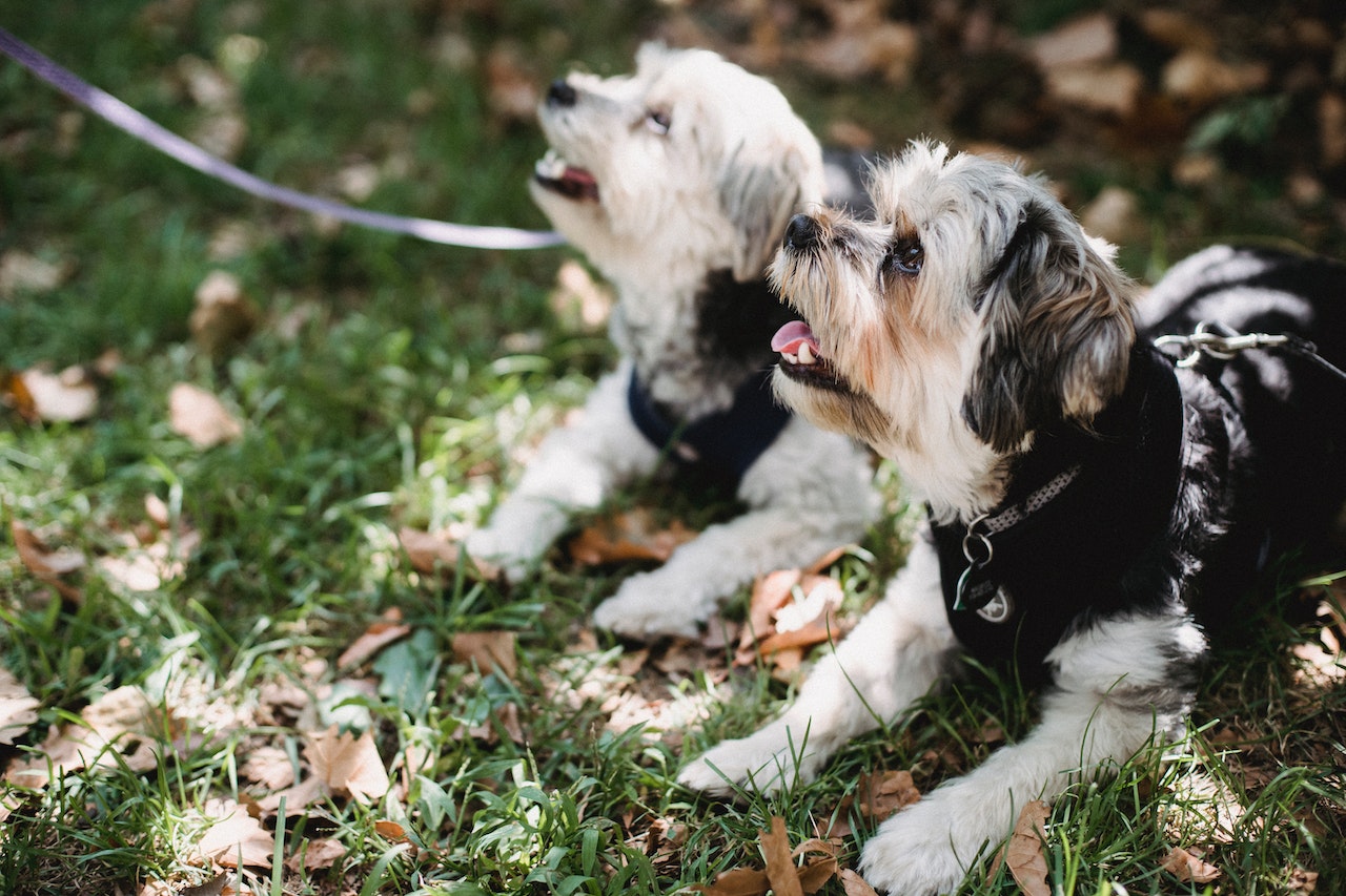 2 happy dogs