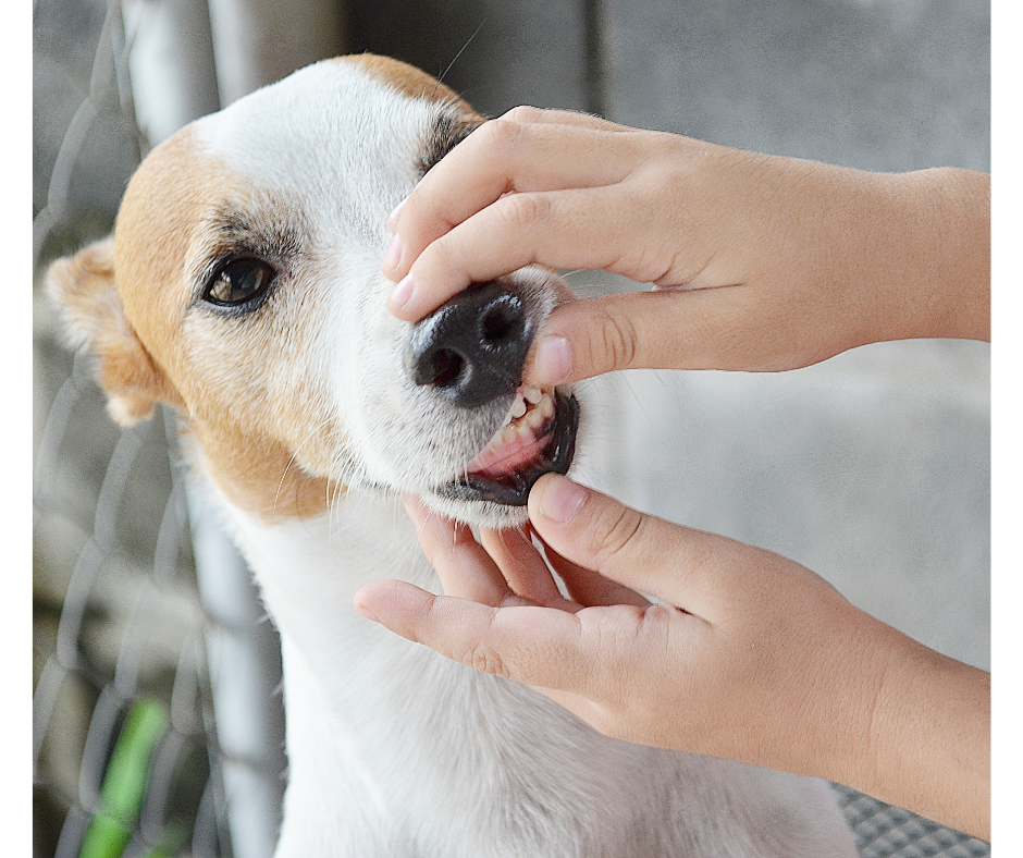 teeth check up