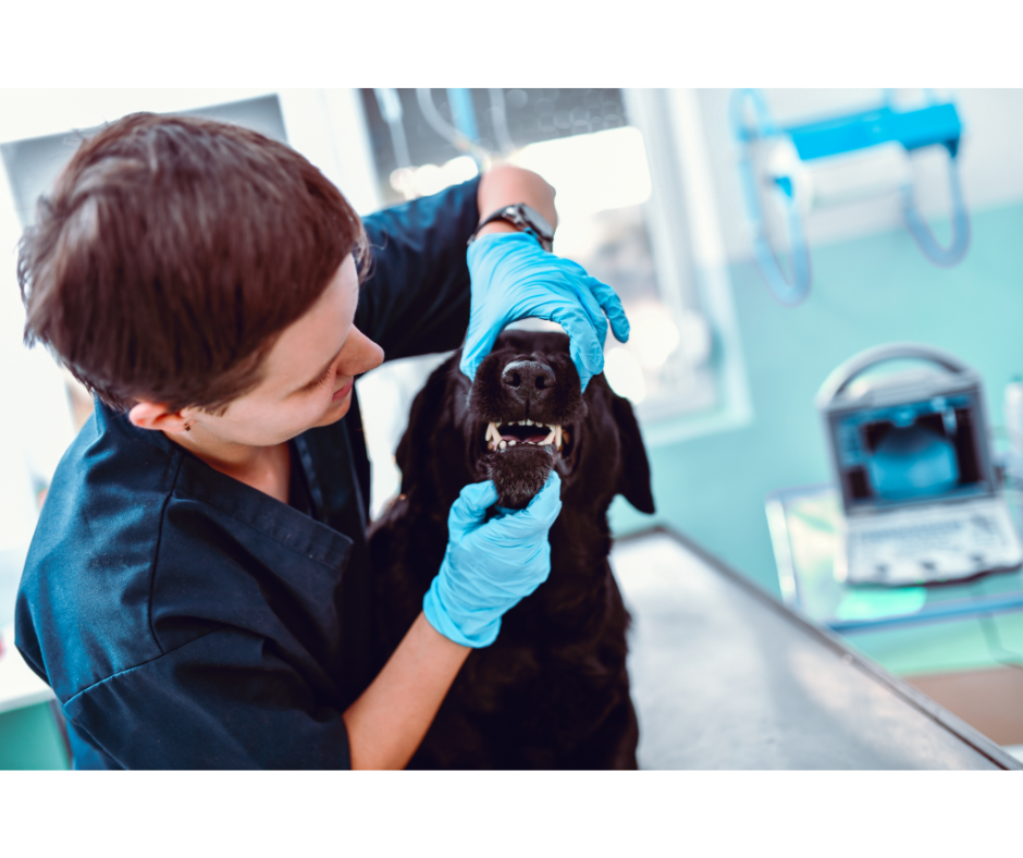 What Is The Importance Of Dental Care For Dogs?