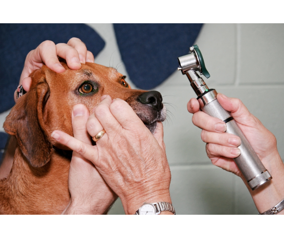 What Are Common Dog Health Problems?